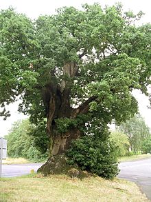 Photograph of European Oak tree